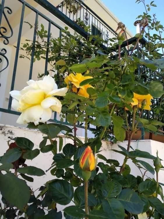 Rosegarden Villa Sami  Dış mekan fotoğraf