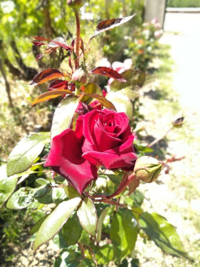 Rosegarden Villa Sami  Dış mekan fotoğraf